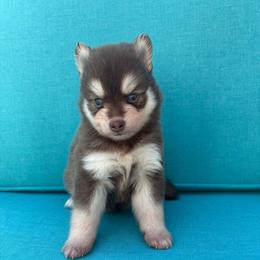 Pyra - Chocolate female Pomsky puppy in Valparaiso, Indiana from Valparaiso Pomskys