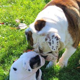 Bulldog Puppies from Pappy's Bullies