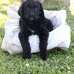 Buttercup - Black female Sheepadoodle puppy in Los Angeles, California from Exquisite Doodles