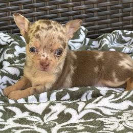 Prince - Merle male Chihuahua puppy in Beckemeyer, Illinois from Guardian’s of the Chihuahuas