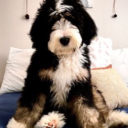 Bernedoodle Puppies from Heart J Bernedoodles