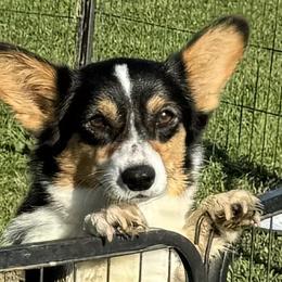 Bitty - Pembroke Welsh Corgi