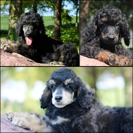 Poodle Puppies from Outlaw Canines