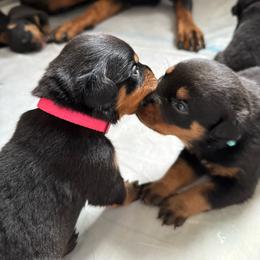 Dragonfruit - Black and rust female Rottweiler puppy in Eagle Mountain, Utah from Woolley Darlings