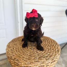 Shell - Chocolate female Goldendoodle puppy in Soddy Daisy, Tennessee from The W Doods
