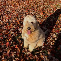 Goldendoodle and Poodle All Grown Up from Ellie & Co. Doodles