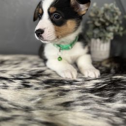 Dylan - Black and tan Companion Cross puppy in Post Falls, Idaho from Splootin’ around Corgi’s