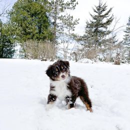 Australian Shepherd Puppies from HomeGrown Aussies