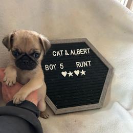 Fawn boy 5 - Fawn male Pug puppy in Norborne, Missouri from Pug Palace
