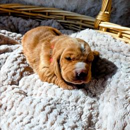 Ms. Lincoln - Mahogany and white female Basset Hound puppy in Big Rapids, Michigan from Basket Hound Bassets