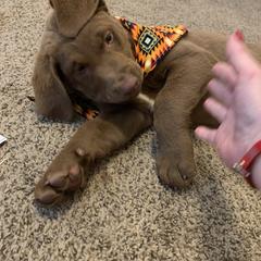 Chesapeake Bay Retriever Puppies from Hickory Creek Chesapeakes