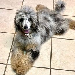 Poodle All Grown Up from Tri-state poodles & Doodles