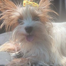 Sprinks - Yorkshire Terrier