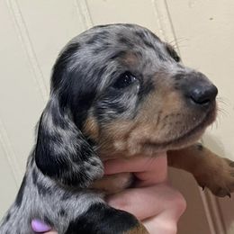 Dachshunds from Wallace Dachshunds