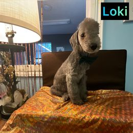 Bedlington Terrier Puppies from Dreamy Bedlingtons
