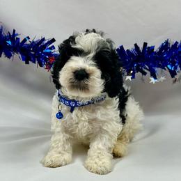 Stan - Parti male Poodle puppy in Lancaster, Missouri from Cavapoo Acres