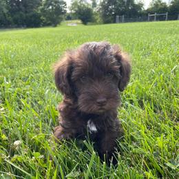 Fleet - Brown male Schnoodle puppy in Lathrop, Missouri from RR Schnoodles