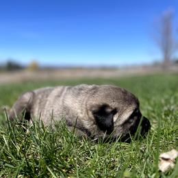Glacier Boy (2) - Fawn male Anatolian Shepherd Dog puppy in Kalispell, Montana from Wild Rooster Family Farm – AKC Anatolian Shepherd Breeder, OFA Health Tested