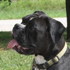 Onia - Boxer