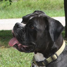 Onia - Boxer