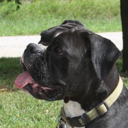 Onia - Boxer