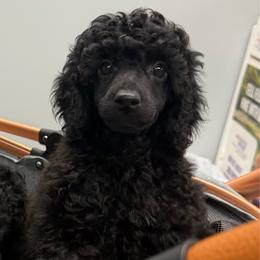 AKC Raven - Yellow - Black female Poodle puppy in Baytown, Texas from Charlotte & Co. Miniature Poodles