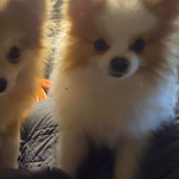 Winnie - Cream parti female Pomeranian puppy in Williamsburg, Virginia from Itty Bitty Poms