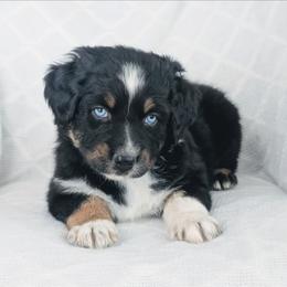 Boy 3 Blue - Black tri-color male Australian Shepherd puppy in Yakima, Washington from Naches Heights Ranch