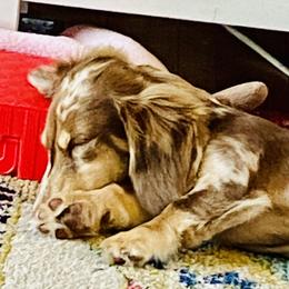 Dachshund Puppies from Meldox