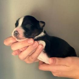 Nymph - Black tri-color female Australian Shepherd puppy in Weeki Wachee, Florida from Ace of Spades Australian Shepherds