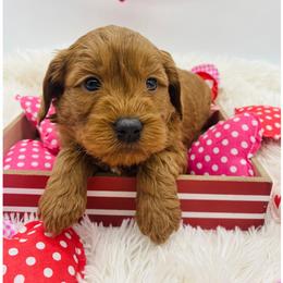 Blue collar - Red  male Goldendoodle puppy in Ohio from Farr’s Goldens and Doodles