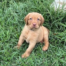 Labrador Retrievers from Ashton White's Labrador Retrievers