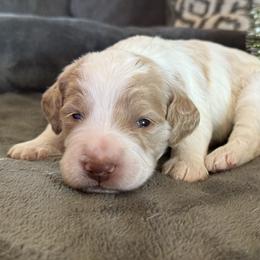 Biscuit - Parti male Goldendoodle puppy in Maricopa, Arizona from AZ Designer Goldendoodles