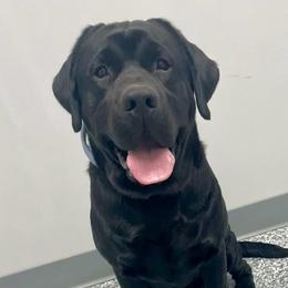 Sampson - Labrador Retriever