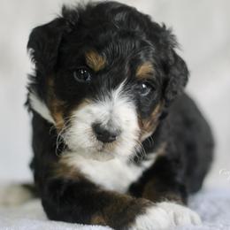 Axel - Tri-color male Bernedoodle puppy in Lowry City, Missouri from Cooper Creek Puppies