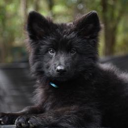 Silvia(Blue Collar Female) - Black female German Shepherd puppy in Hawthorne, Florida from Lace's High Flying German Shepherds And Golden Retrievers