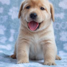 Doberman Pinscher and Labrador Retriever Puppies from Elevage Labrador Retrievers & Dalla Grazia Doberman