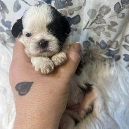 Girl 1 - Black and white female Shih Tzu puppy in Tenino, Washington from Fantasy Realm Shih Tzus