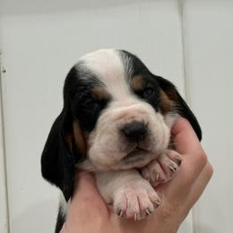 Purple - Black brown and white female Basset Hound puppy in Douglas, Georgia from Huffer Hounds and Havanese