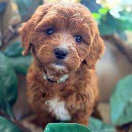 Bentley (Blue Collar) - Red male Cavapoo puppy in Preston, Idaho from Rocking JH Pup Co