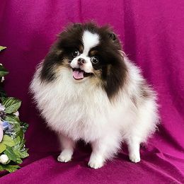 POSEY - Pomeranian