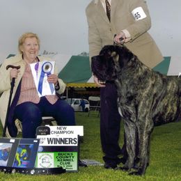 Mastiffs from Brownspride Mastiffs