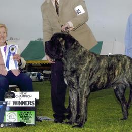Mastiffs from Brownspride Mastiffs