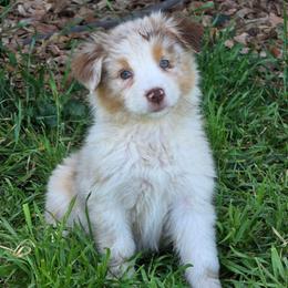 Dove - Red merle female Australian Shepherd puppy in Albany, Oregon from Red Cloud Australian Shepherds and DeGray Great Danes & Bulldogs