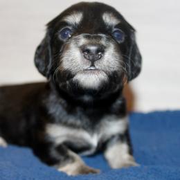 Bambam - Black and cream male Dachshund puppy in Roanoke, Alabama from 3B Doxies