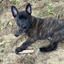 Grey Collar - Dutch Shepherd puppy from Level Up K9