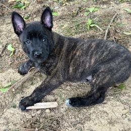 Grey Collar - Dutch Shepherd puppy from Level Up K9
