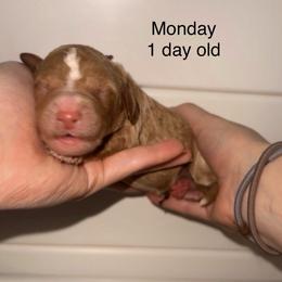 Monday - Apricot female Goldendoodle puppy in Suring, Wisconsin from Black Oak Doodles