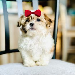 Girl 1 - Liver and white female Shih Tzu puppy in Seguin, Texas from Dolled Up Shih Tzus