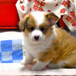 Pembroke Welsh Corgi Puppies from Rhone River Farm Pembroke Welsh Corgis